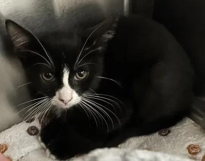 A young small-sized female Domestic Short Hair cat named Dolly for adoption in Phoenix, AZ