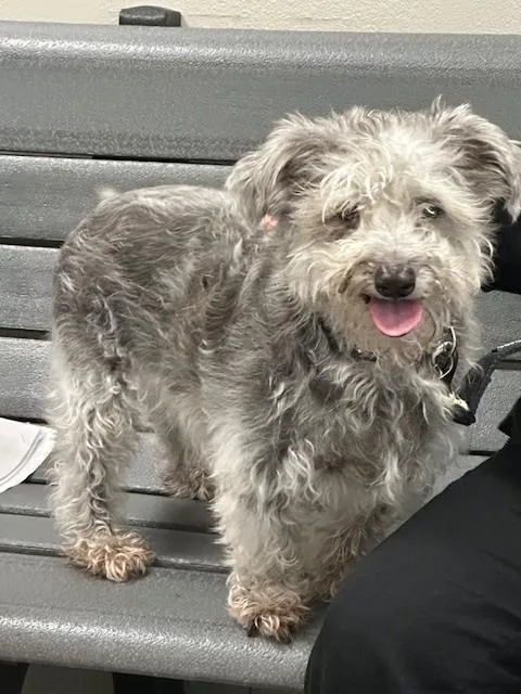 A senior medium-sized male Schnauzer dog named Jordy for adoption in Rancho Cucamonga, CA