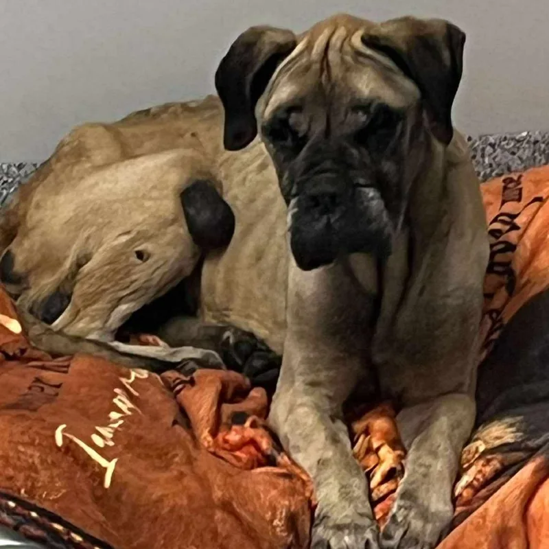 A senior large-sized female Yellow / Tan / Blond / Fawn Mastiff dog named Mildred for adoption in Wichita, KS