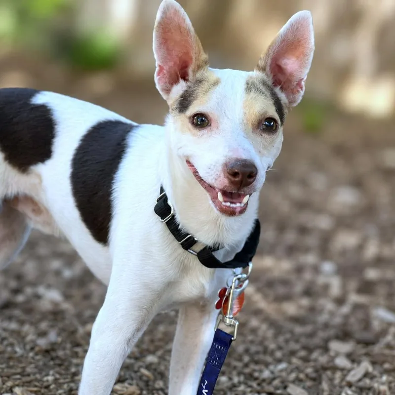 An adult small-sized male White / Cream Rat Terrier dog named Snow for adoption in Boerne, TX