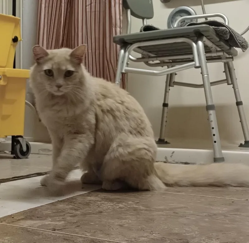 An adult medium-sized female Orange / Red Domestic Medium Hair cat named Custard Gingie for adoption in Chandler, AZ