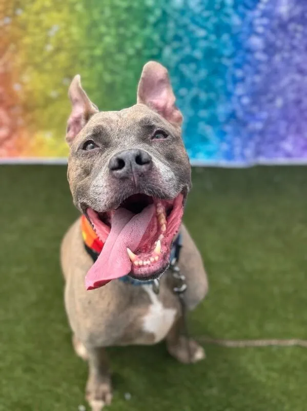 An adult large-sized male Brindle Mixed Breed dog named Blue Zeus for adoption in Cincinnati, OH