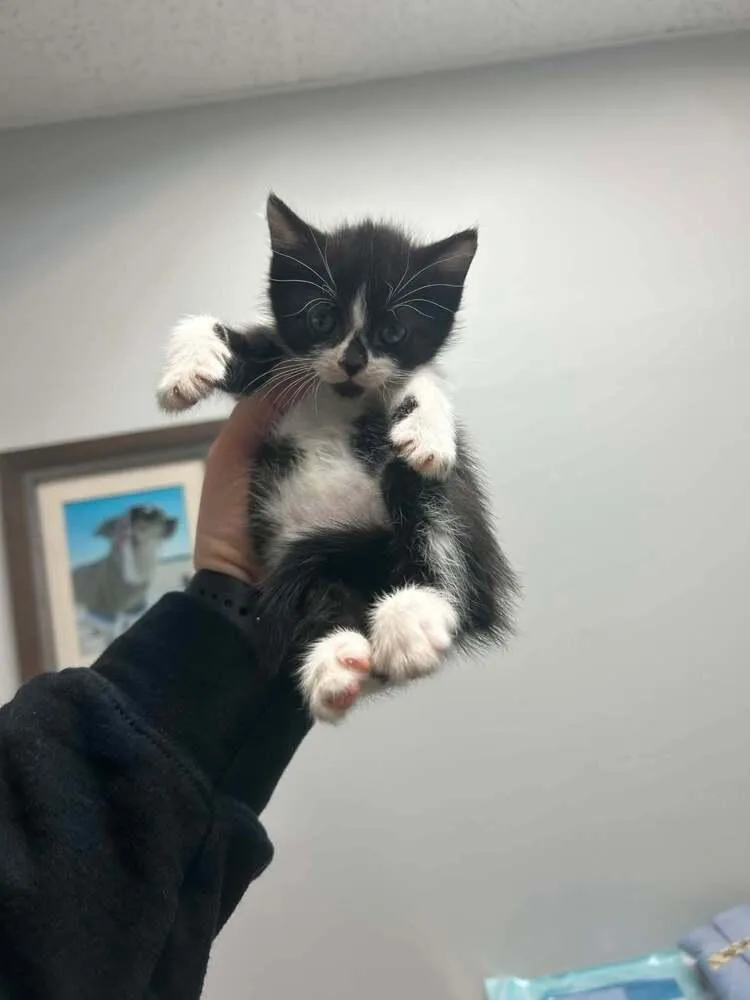 A baby medium-sized female Black & White / Tuxedo Domestic Short Hair cat named Nausicaa for adoption in North Brunswick, NJ