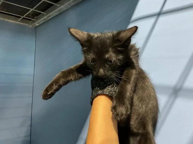 A baby small-sized female Domestic Short Hair cat named Licorice for adoption in San Bernardino, CA