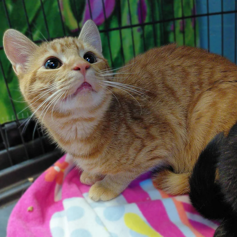A young medium-sized male Tabby (Orange / Red) Domestic Short Hair cat named Cheddar for adoption in Stanley, VA