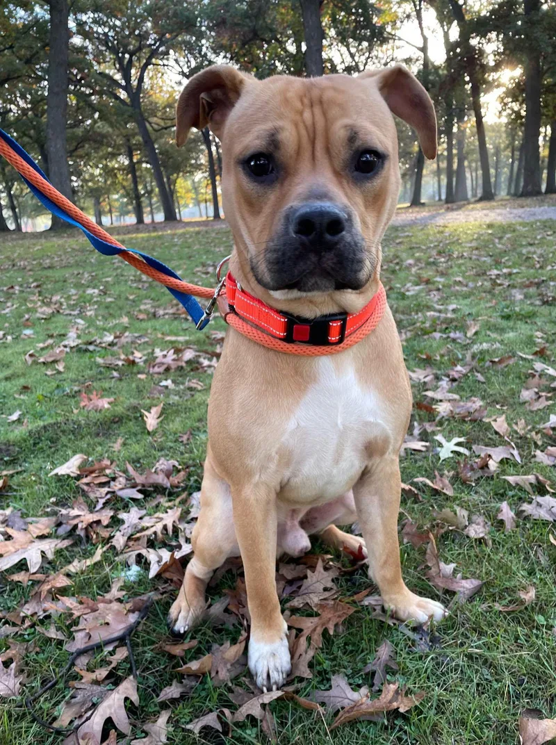 An adult medium-sized male Mixed Breed dog named Taz for adoption in South Bend, IN