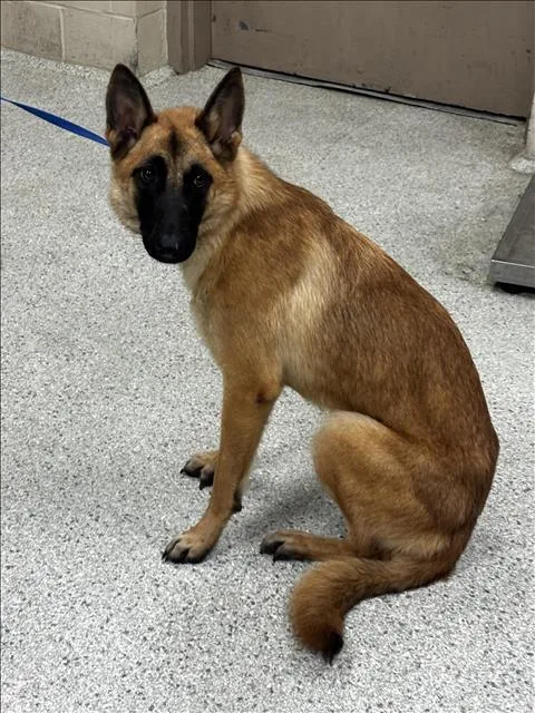 A young large-sized female Belgian Shepherd / Malinois dog named A for adoption in Conroe, TX