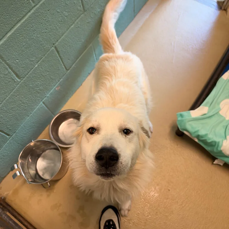 An adult large-sized female Great Pyrenees dog named Biscuit for adoption in Marion, NC