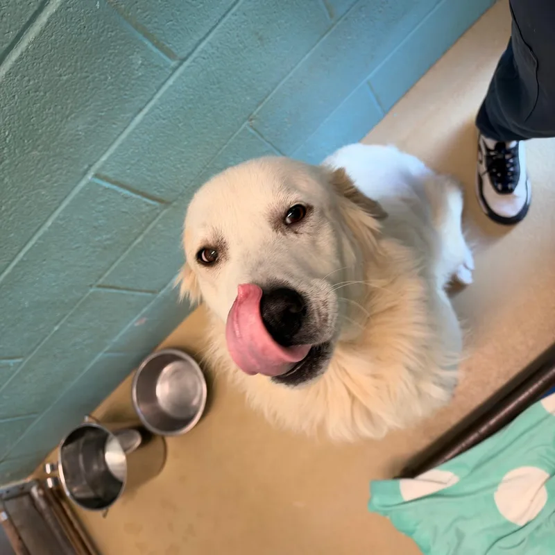 Biscuit thumbnail 2