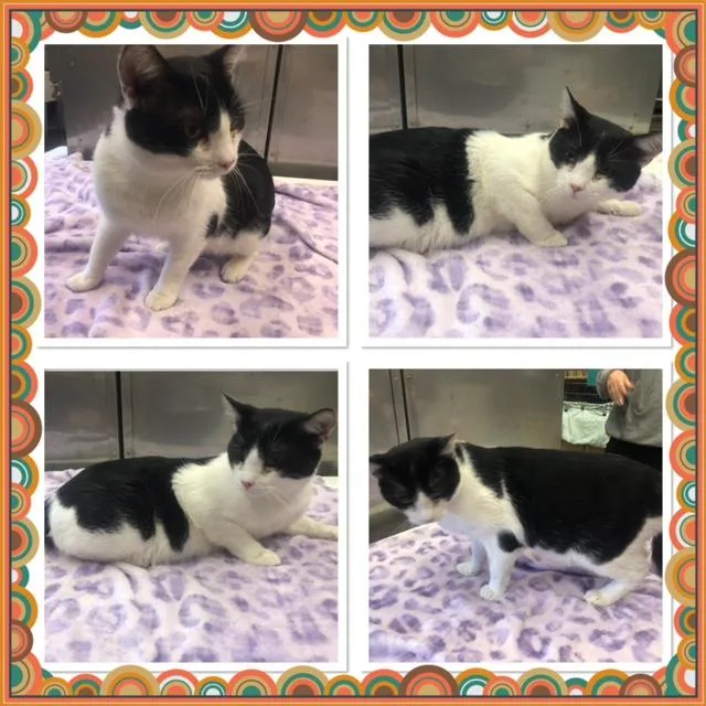 An adult medium-sized male Black & White / Tuxedo Domestic Short Hair cat named Ying Yang for adoption in Buckhannon, WV