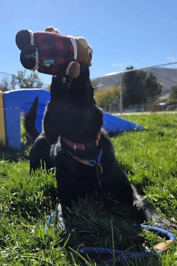 An adult medium-sized female Labrador Retriever dog named Rosie for adoption in Pocatello, ID