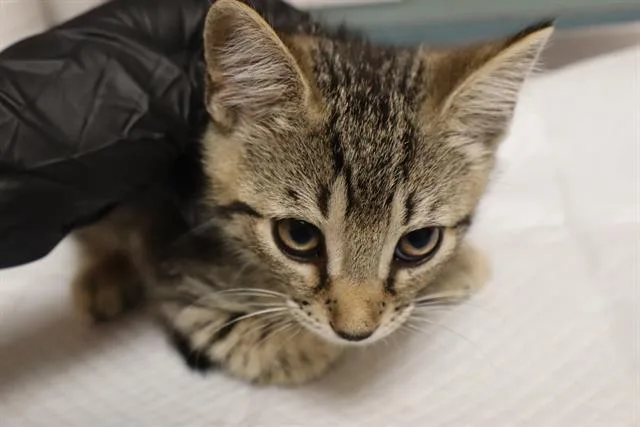 A baby small-sized male Domestic Short Hair cat named Stephon for adoption in Columbia, SC