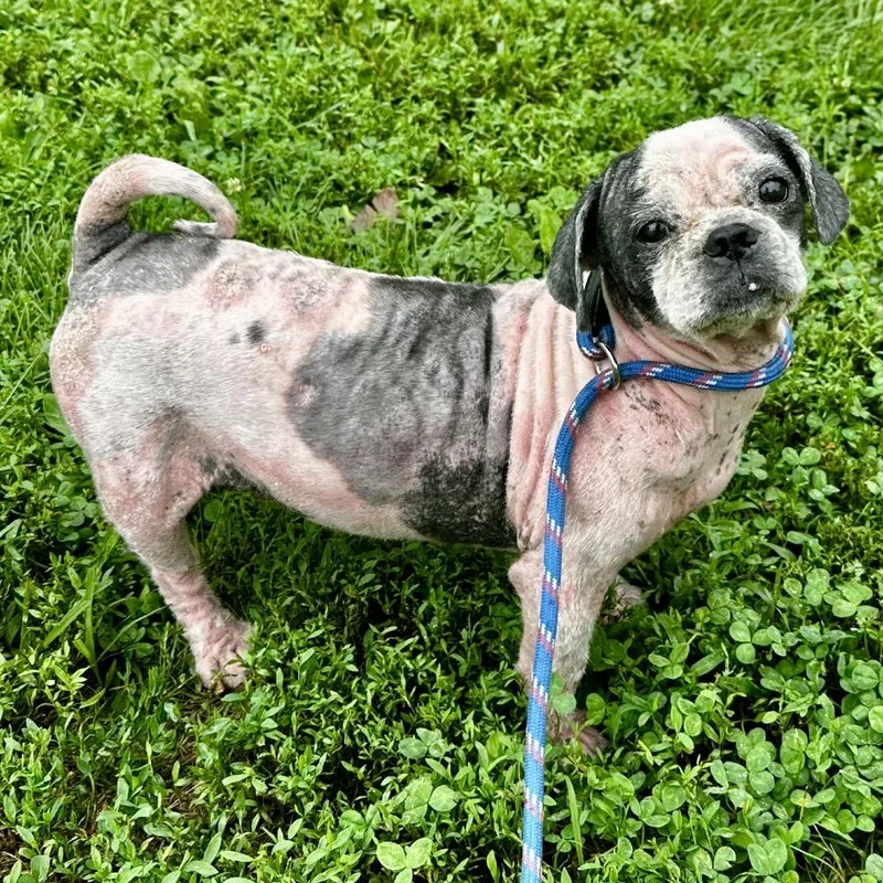 An adult small-sized male White / Cream Shih Tzu dog named Swiffer for adoption in Warrensburg, MO