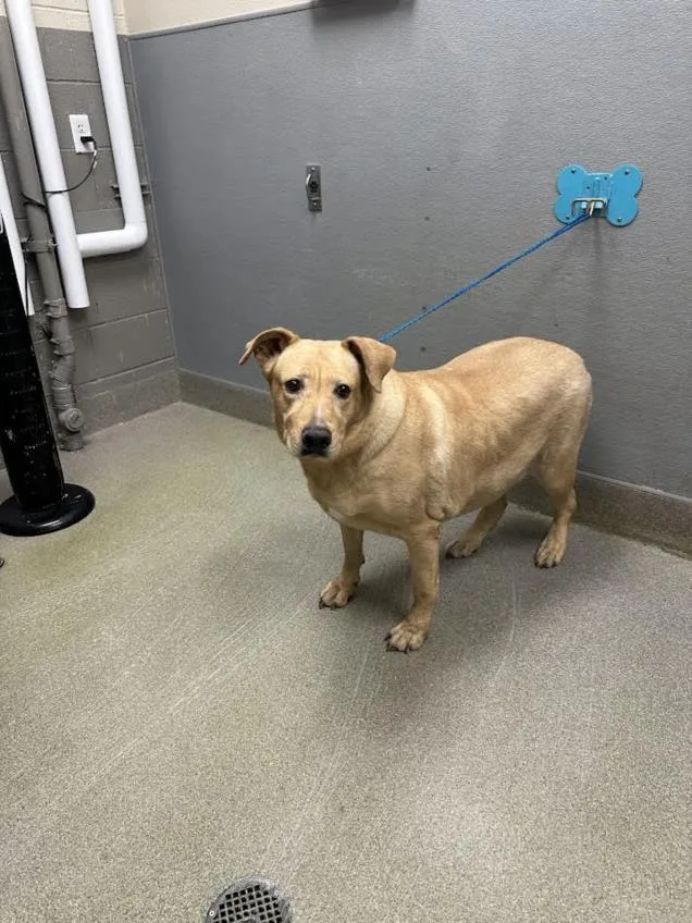 An adult extra large-sized female Labrador Retriever dog named Wafer for adoption in Las Vegas, NV