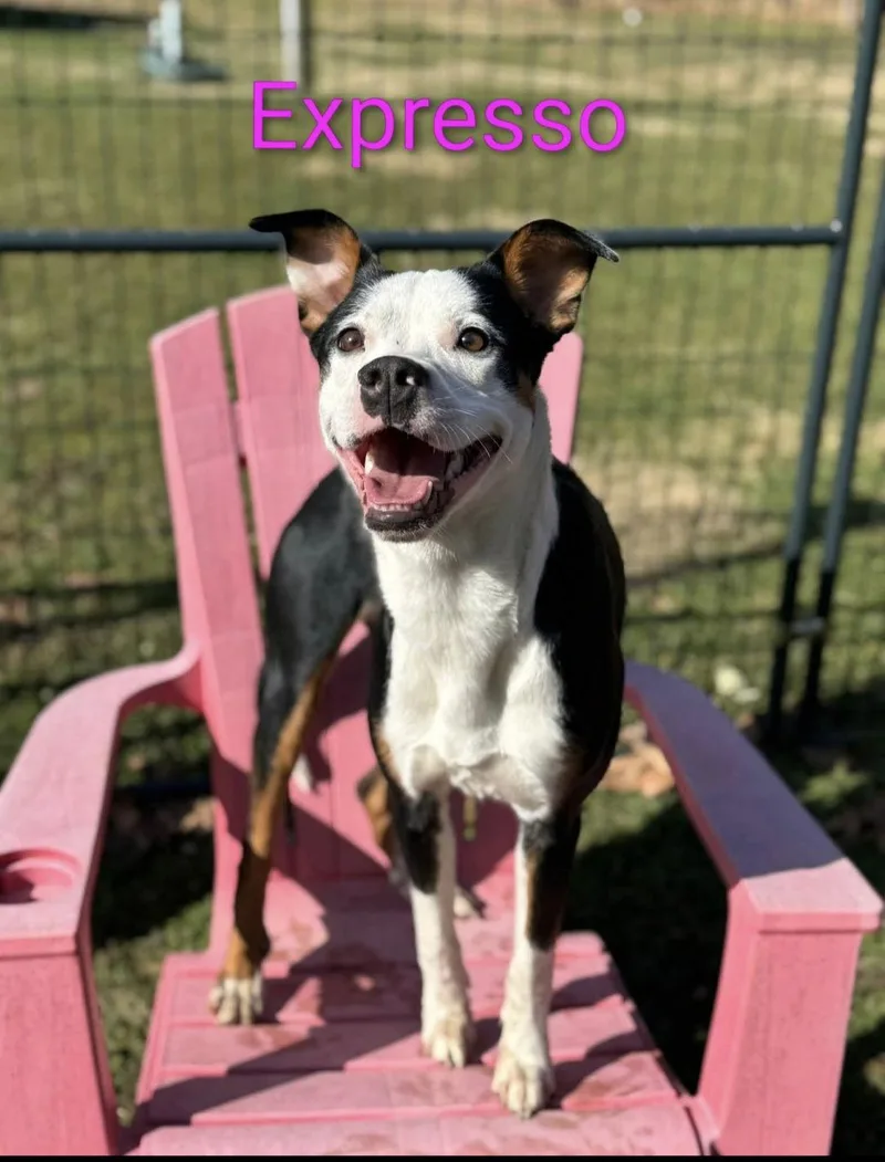 Espresso thumbnail 2