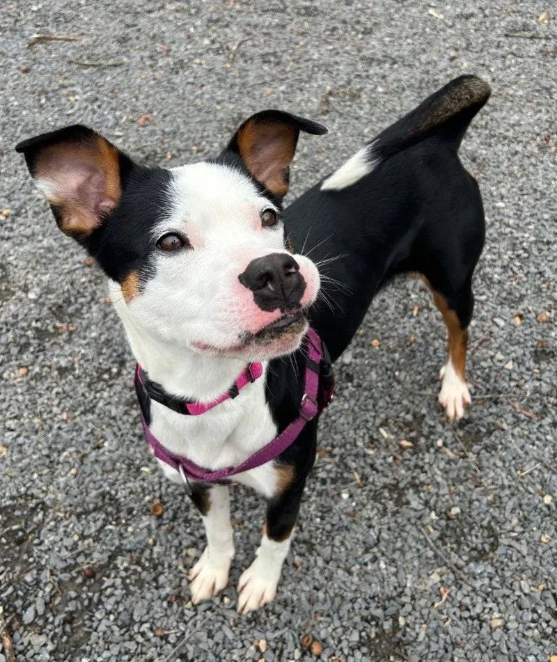 Espresso thumbnail 3