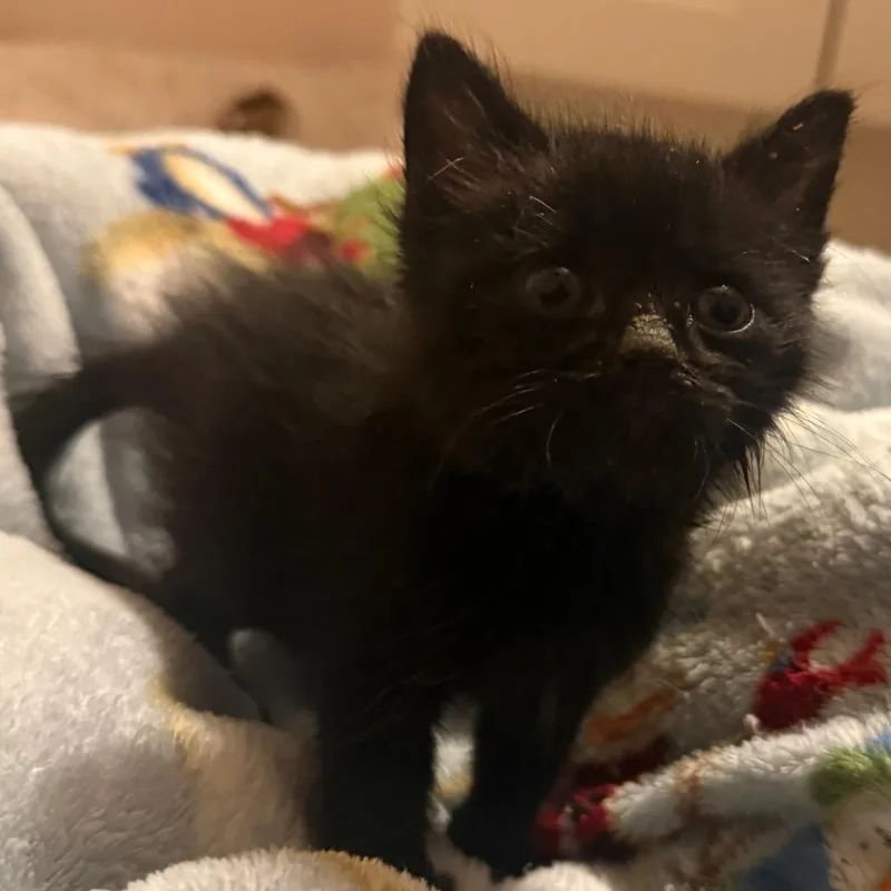 A baby small-sized male Domestic Short Hair cat named Bumble for adoption in Cedaredge, CO