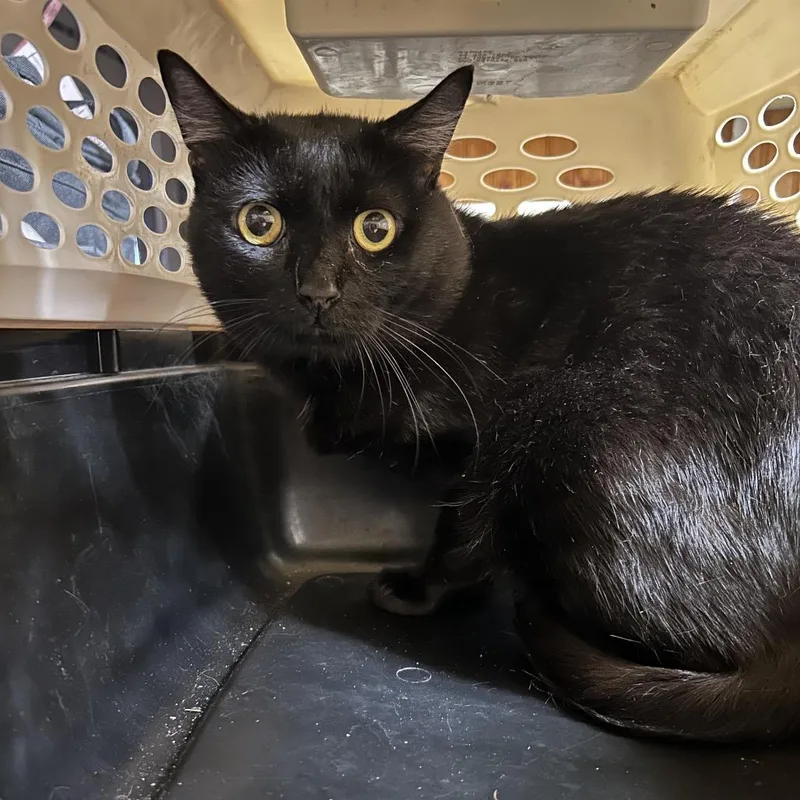 An adult small-sized male Black Domestic Short Hair cat named Edmonton for adoption in Hemet, CA