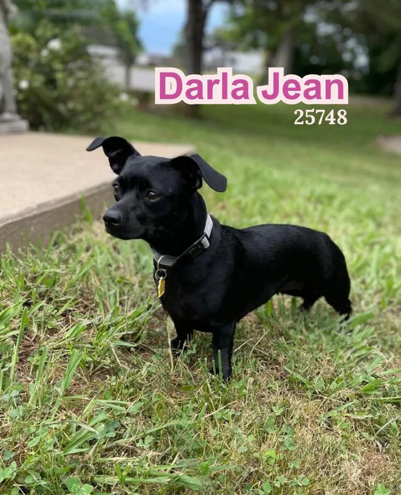 An adult small-sized female Black Chihuahua dog named Darla Jean for adoption in Oak Ridge, TN