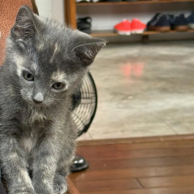 A baby small-sized female Gray / Blue / Silver Domestic Short Hair cat named Nutmeg for adoption in Escondido, CA