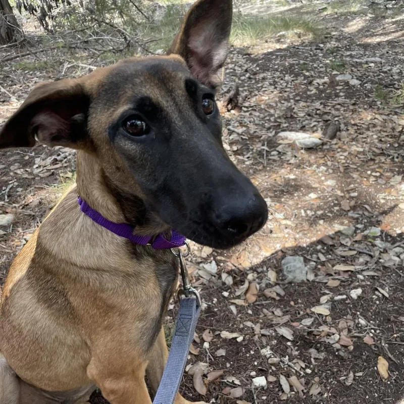 A young medium-sized female Brown / Chocolate Hound dog named Feena for adoption in Kyle, TX
