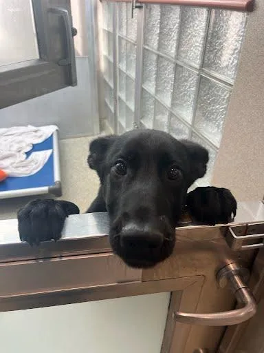 A baby medium-sized female Shepherd dog named Marla for adoption in Washington, DC