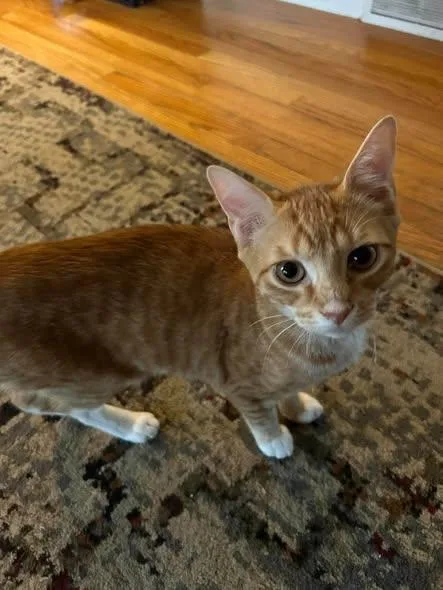 A young medium-sized male Orange & White Domestic Short Hair cat named Wednesday for adoption in Reading, PA