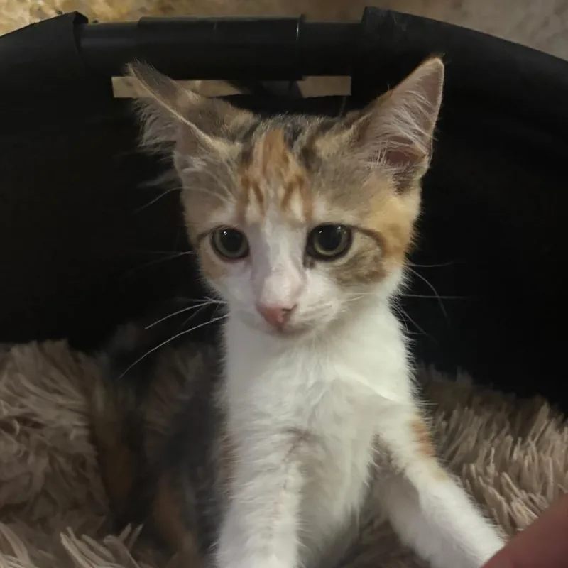 A baby small-sized female Domestic Short Hair cat named Stella for adoption in Bulverde, TX