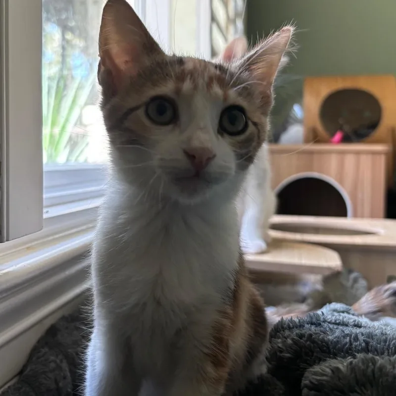 Stella thumbnail 3