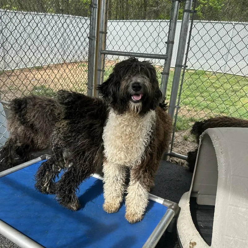A young medium-sized male Black Poodle dog named Bubbles for adoption in Alexandria, VA