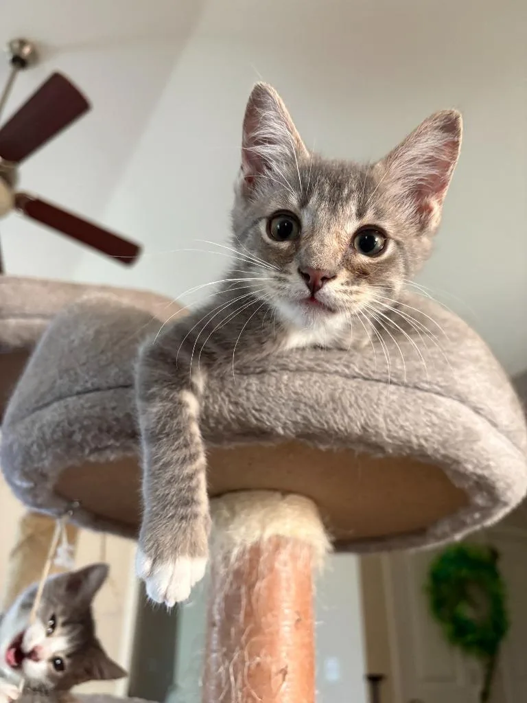A baby small-sized female Domestic Short Hair cat named Squirt for adoption in Darien, GA