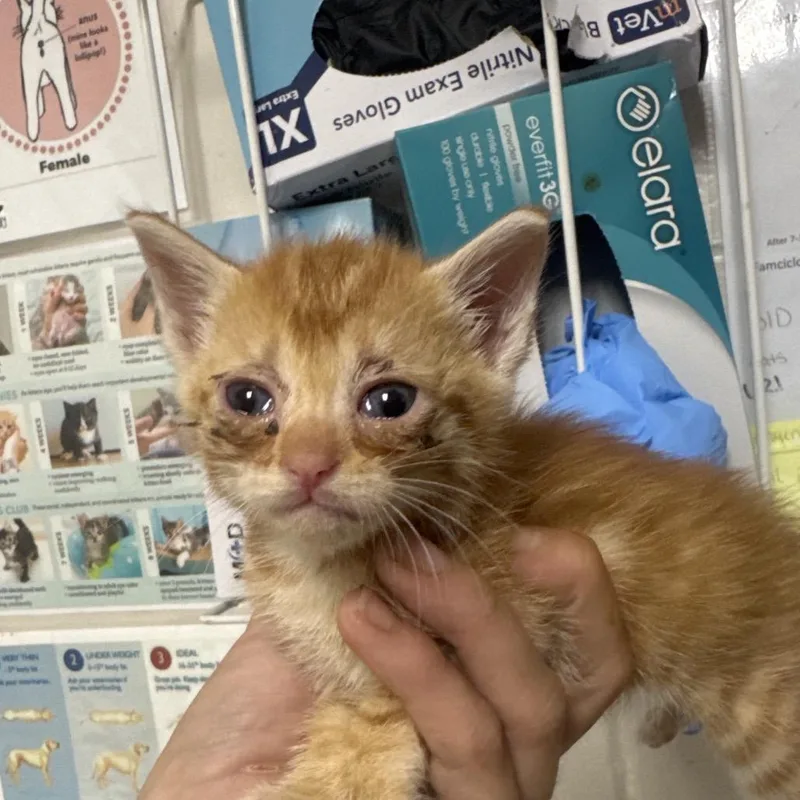A baby small-sized female Orange / Red Domestic Short Hair cat named Chloe for adoption in Parrish, AL