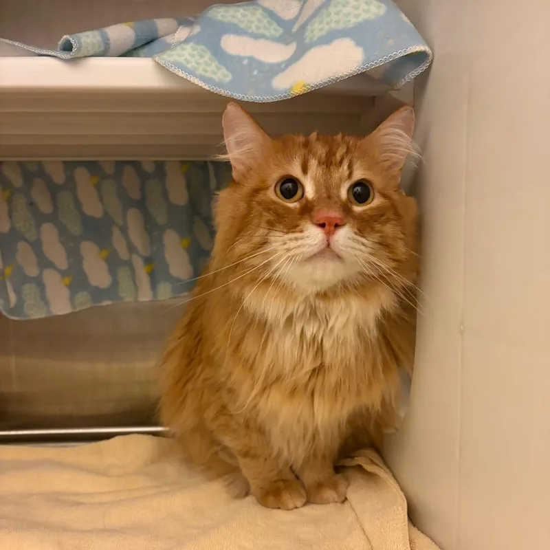 An adult large-sized male Orange / Red Domestic Long Hair cat named Sunny for adoption in Council Bluffs, IA