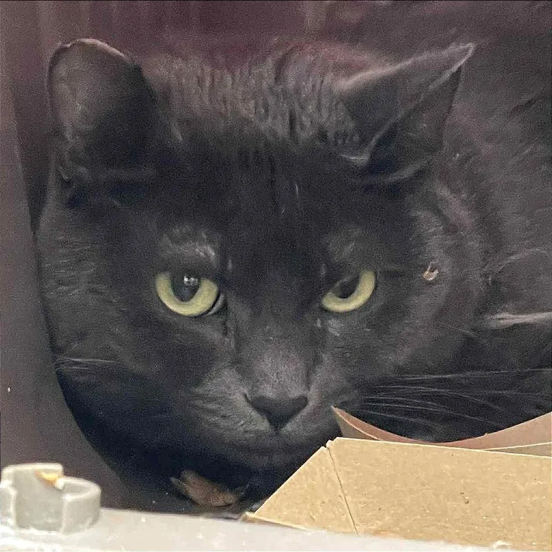 Bitty Bits thumbnail 4