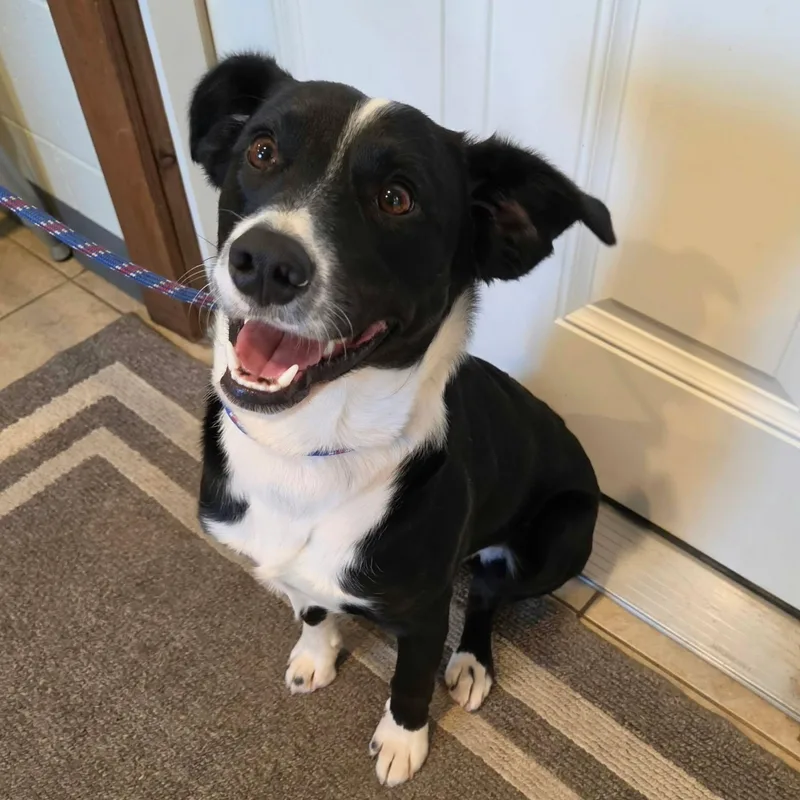 A young medium-sized male Black Border Collie dog named Bruno for adoption in Sparta, WI