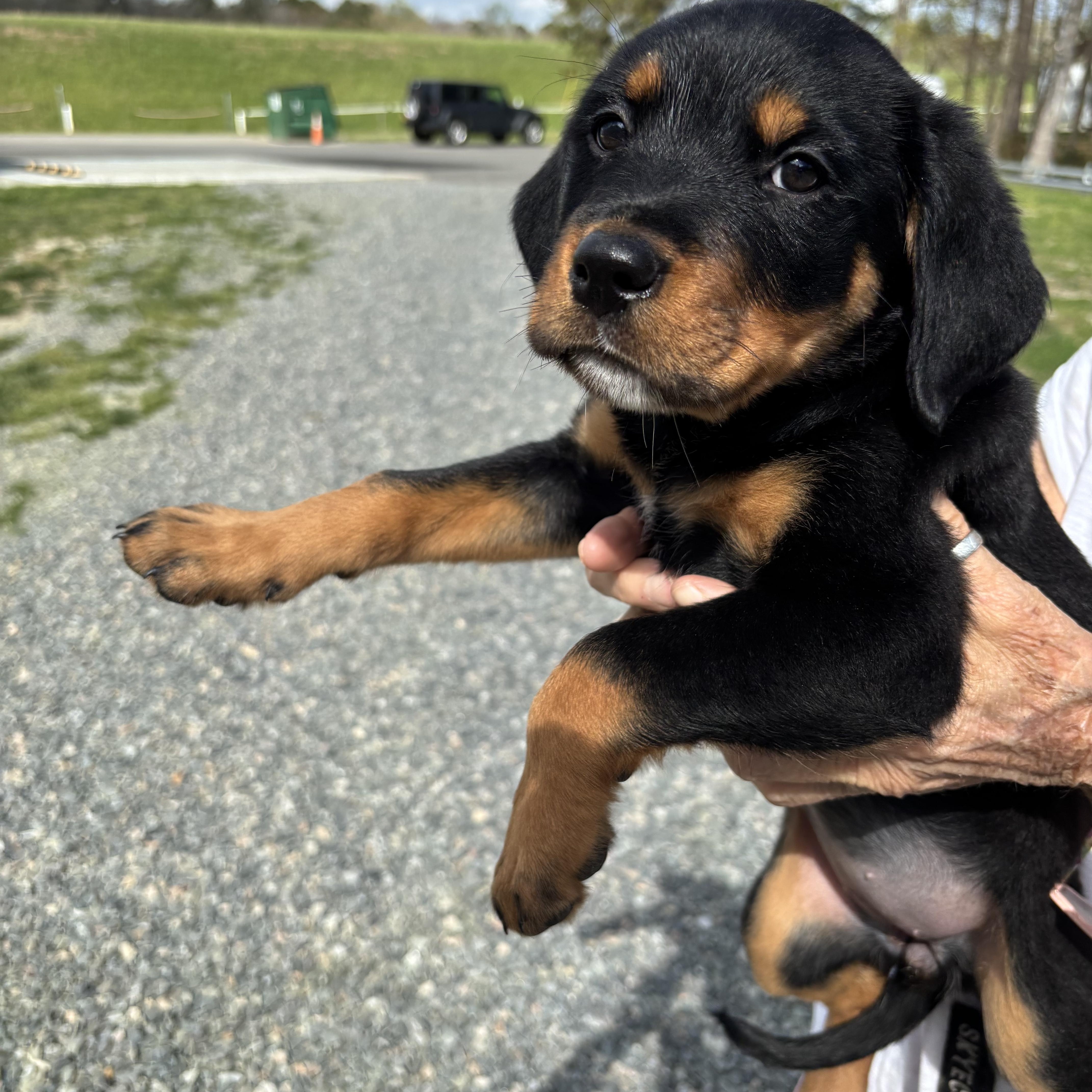 Repunzel thumbnail 2