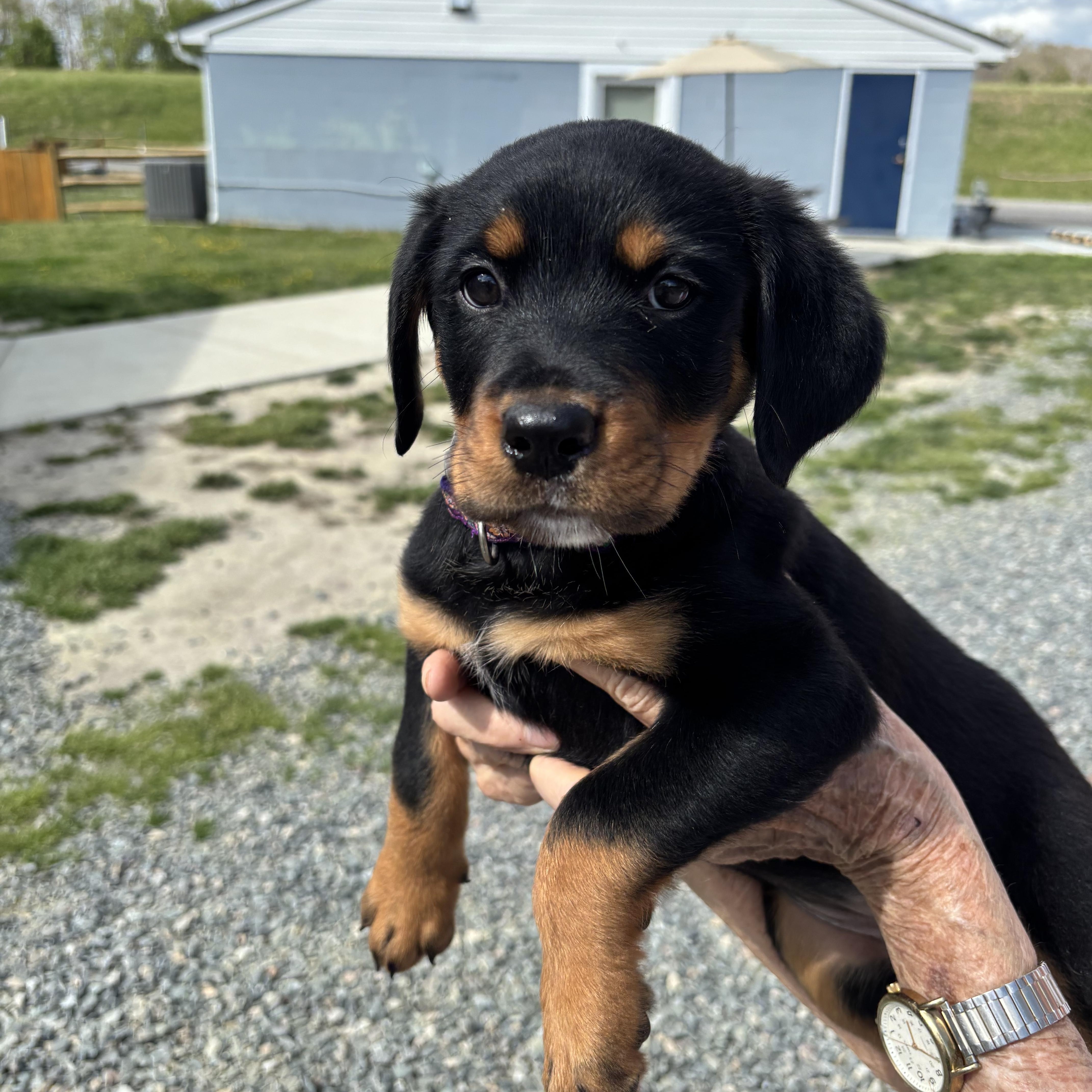 A baby large-sized female Rottweiler dog named Repunzel for adoption in Gloucester, VA