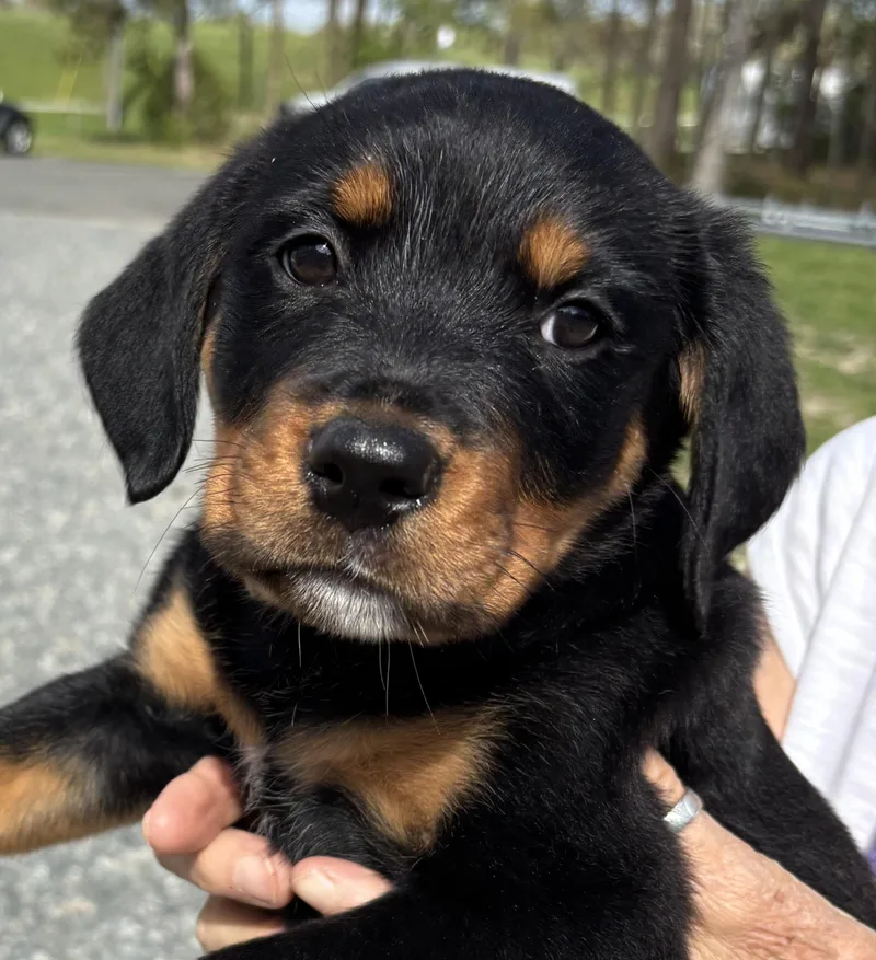 Repunzel thumbnail 4