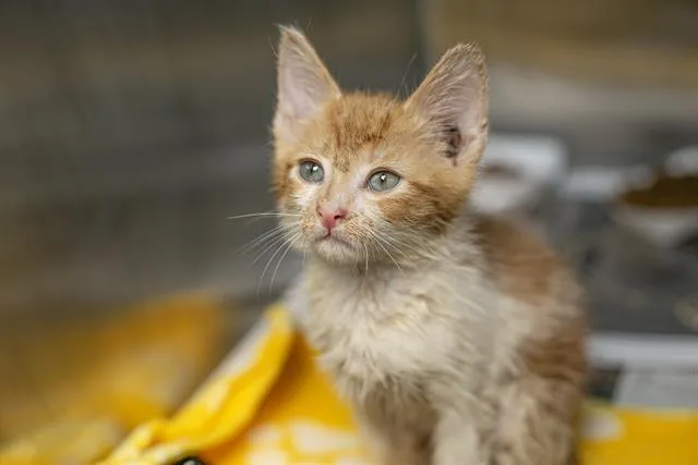 A baby small-sized male Domestic Short Hair cat named Miller for adoption in Charlotte, NC