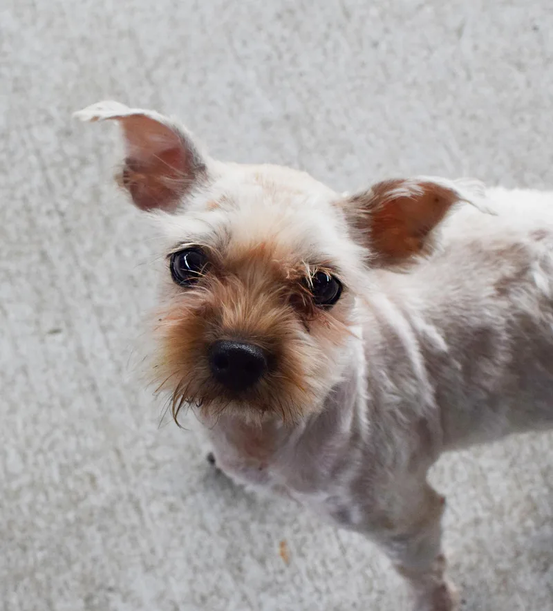 An adult small-sized male Yellow / Tan / Blond / Fawn Poodle dog named Lorax for adoption in Pontiac, MI