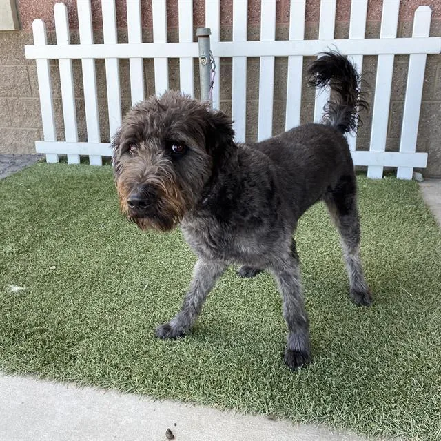An adult large-sized male Poodle dog named Riley for adoption in Modesto, CA