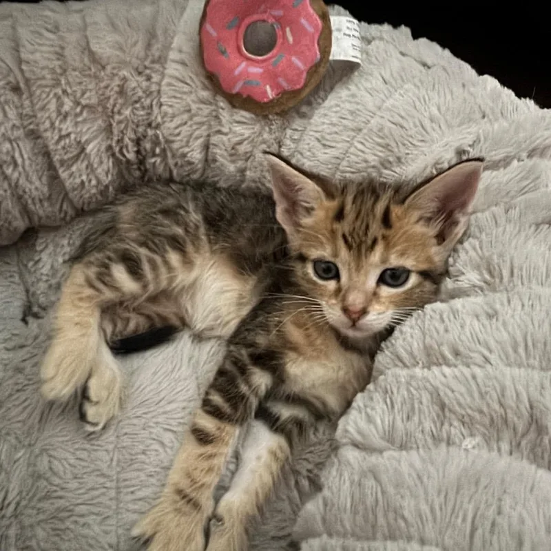 A baby small-sized female Domestic Short Hair cat named Genie for adoption in Tustin, CA