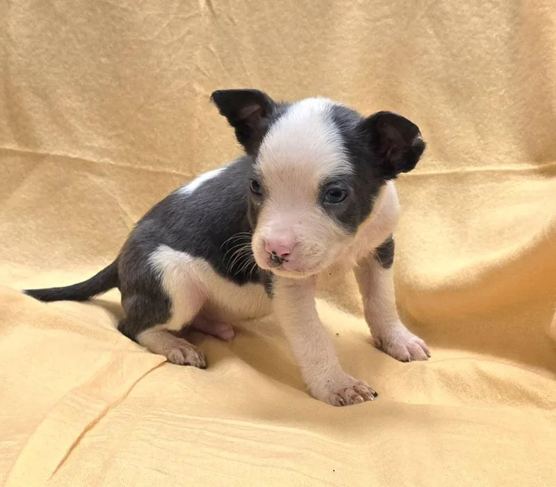 A baby medium-sized male Mixed Breed dog named Orion for adoption in Murphysboro, IL