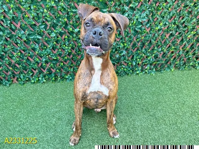 A young large-sized male Mixed Breed dog named Tax Fraud for adoption in West Palm Beach, FL