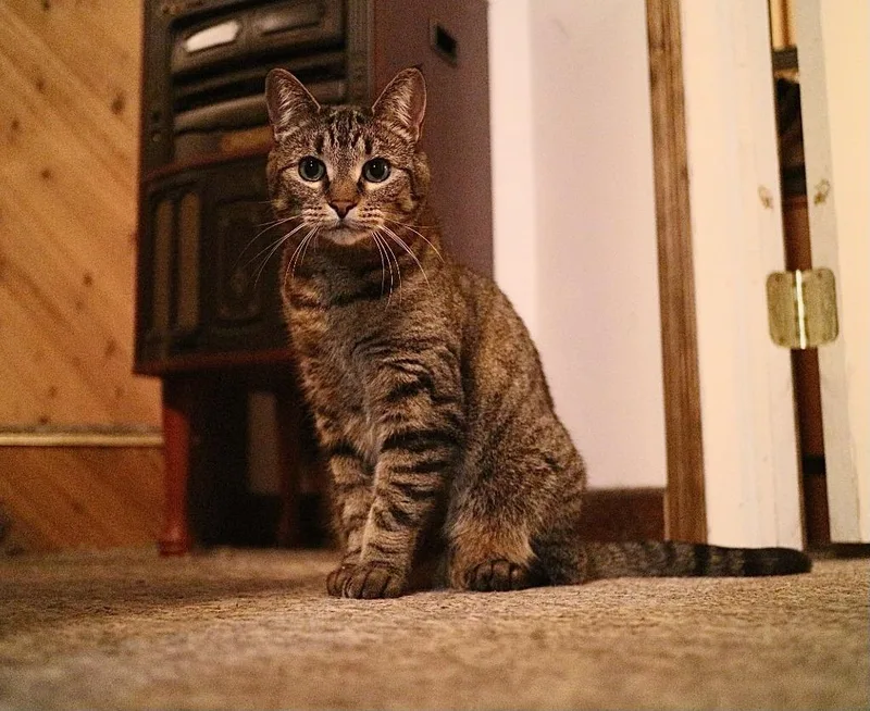 Scamper Courtesy Listing