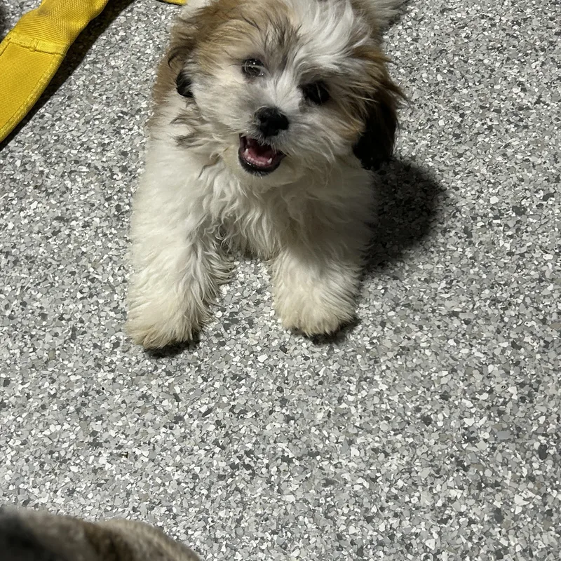 A baby small-sized male Lhasa Apso dog named Barry  lbs for adoption in Antwerp, OH