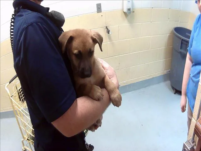 A baby small-sized female German Shepherd Dog dog named Debbie From Hr for adoption in Tulsa, OK