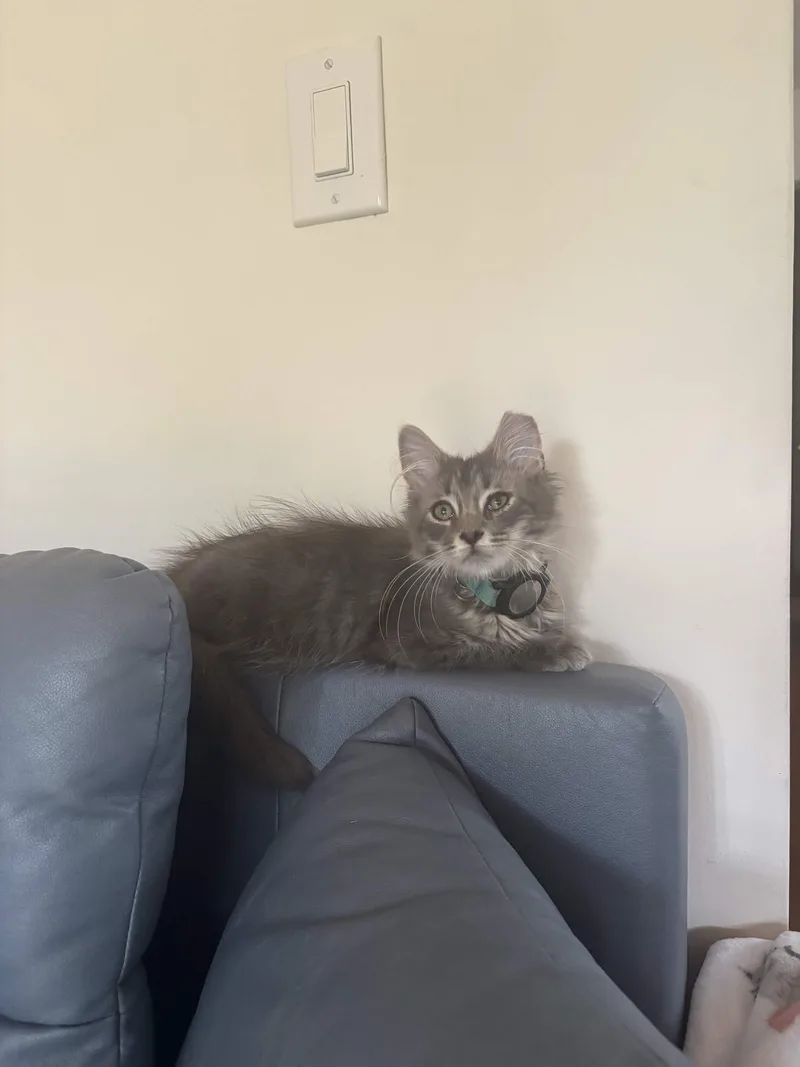 Mr. Floofy