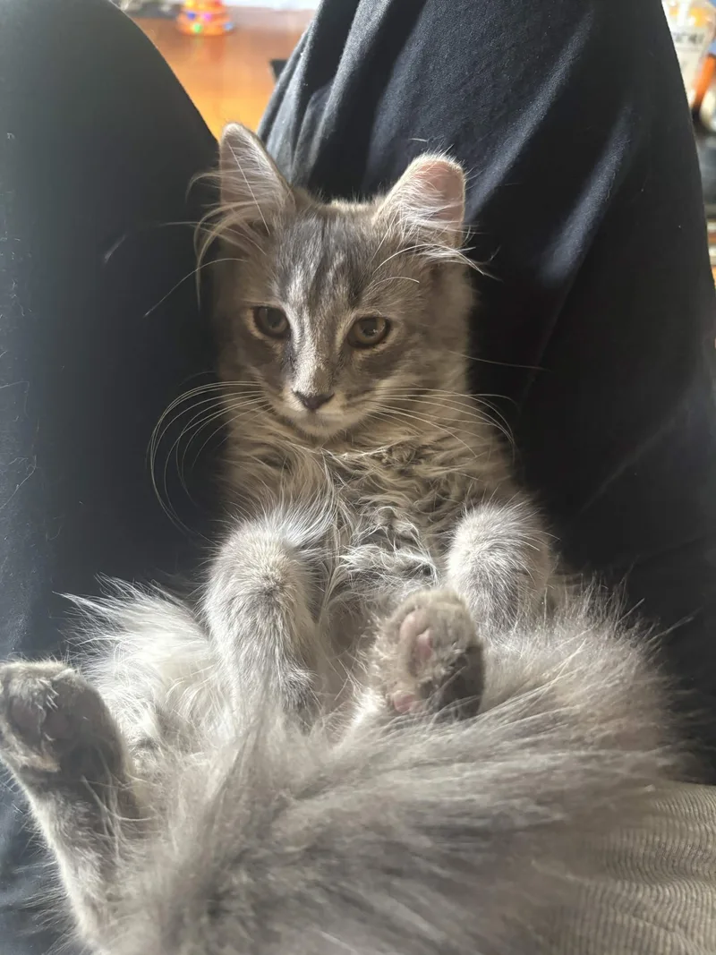 Mr. Floofy thumbnail 2