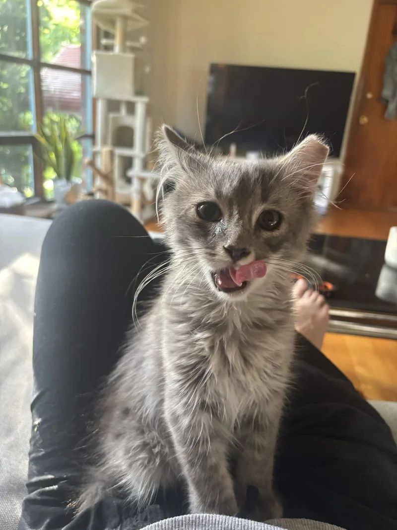 Mr. Floofy thumbnail 3